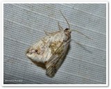 Black-dotted glyph moth (<em>Maliattha synochitis</em>), #9049