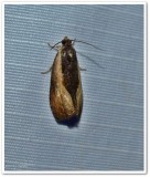 Variable nigranum moth (Olethreutes nigranum), #2800