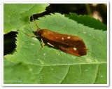 Orange Holomelina moth  (<em>Virbia aurantiaca</em>), #8121
