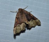 Honest pero moth (<em>Pero honestaria</em>), #6753