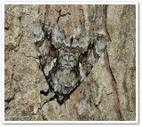 Yellow-banded underwing moth (<em>Catocala cerogama</em>), #8802