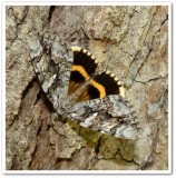 Yellow-banded underwing moth (<em>Catocala cerogama</em>), #8802