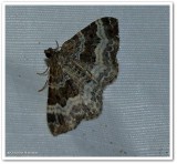 white-banded toothed carpet (<em>Epirrhoe alternata</em>), #7394