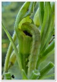 Evening primrose moth caterpillar (<em>Schinia florida</em>), #11164