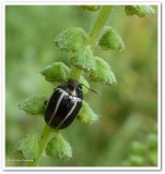 Ragweed leaf beetle (<em>Zygogramma suturalis</em>)