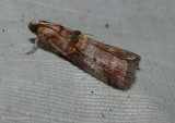 Hickory leafstem borer (Acrobasis angusella), #5673