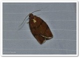 Hickory leafroller (Argyrotaenia juglandana), #3622
