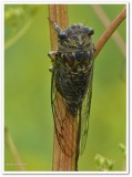 Cicada, dog-day (<em>Neotibicen canicularis</em>)