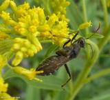 Broad-headed bug  (<em>Alydus eurinus</em>)