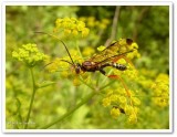Ichneumonid wasp, male  (<em>Spilopteron vicinum</em>)