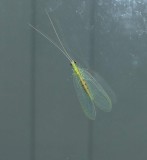 Green lacewing (<em>Chrysopa</em>)