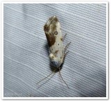 Olive shaded bird-dropping moth (Ponometia candefacta), #9090
