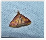 Mint loving pyrausta  (<em>Pyrausta acrionalis</em>), #5071