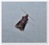Broad-banded eulogia moth  (<em>Eulogia ochrifrontella</em>), #5999