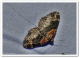 Red twin-spot (Xanthorhoe ferrugata), #7388