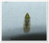 Japanese maple leafhopper  (<em>Japananus hyalinus</em>)
