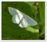 Yellow-dusted cream moth (Cabera erythemaria), #6677
