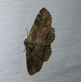 Lunate zale (Zale lunata), #8689