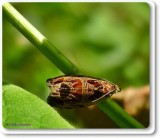 Basswood olethreutes moth (<em>Olethreutes tilianum</em>), #2795