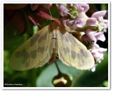 The beggar moth (Eubaphe mendica), #7440
