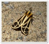 Nais tiger moth (<em>Apantesis nais</em>), #8171