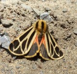Nais tiger moth (<em>Apantesis nais</em>), #8171