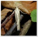 Sod webworm (Pediasia trisecta), #5413 ?