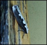 Vipers bugloss moth  (<em>Ethmia bipunctella</em>), #0986