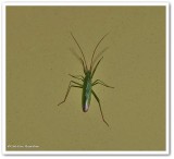 Rice leaf bug  (<em>Trigonotylus caelestialium</em>)