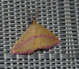 Chickweed geometer moth, male  (<em>Haematopis grataria</em>), #7146