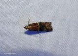 Darker moodna moth (<em>Moodna ostrinella</em>), #6005