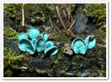 Blue stain fungus (<em>Chlorociboria aeruginascens</em>)