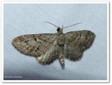 Juniper looper (Eupithecia interruptofasciata), #7551