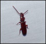 Parasitic flat bark beetle (<em>Catogenus rufus</em>)