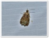 Raspberry leafroller (Olethreutes permundana), #2817