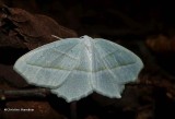 Pale beauty moth (Campaea perlata), #6796