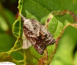 Tufted apple bud moth  (<em>Platynota idaeusalis</em>), #3740