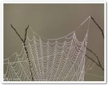 Orb weaver web