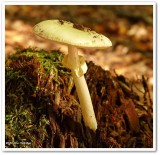 Mushroom  (<em>Amanita citrina</em>)?