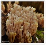 Coral fungi (<em>Ramaria</em> sp.)