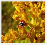 Variegated ladybeetle (<em>Hippodamia variegata</em>)