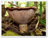 <em>Lactarius</em>?