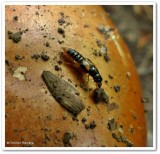 Rove beetle, possibly <em>Oxyporus</em> sp.