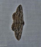Common gray moth  (<em>Anavitrinella pampinaria</em>), #6590
