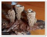 Birds nest fungi (<em>Cyathus</em>)