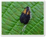 Net-winged beetle (<em>Caenia dimidiata</em>)