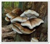 Polypore (<em>Ischnoderma resinosum</em>)