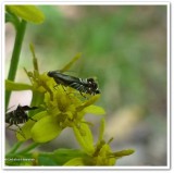 Yellow nutsedge moth (Diploschizia impigritella), #2346