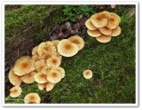 Pholiota