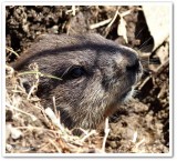 Groundhog in spring